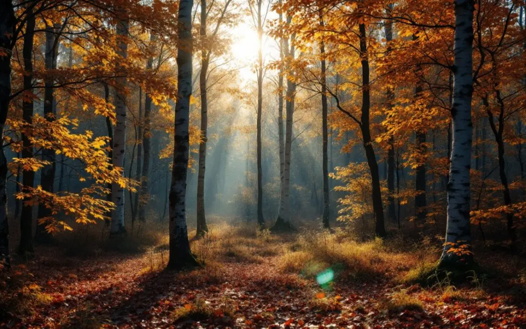 Wälder: Die grünen Helden im Kampf gegen den Klimawandel