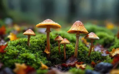 Pilze: Die geheimen Helden unserer Ökosysteme