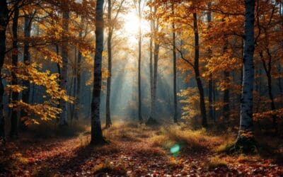 Wälder: Die grünen Helden im Kampf gegen den Klimawandel